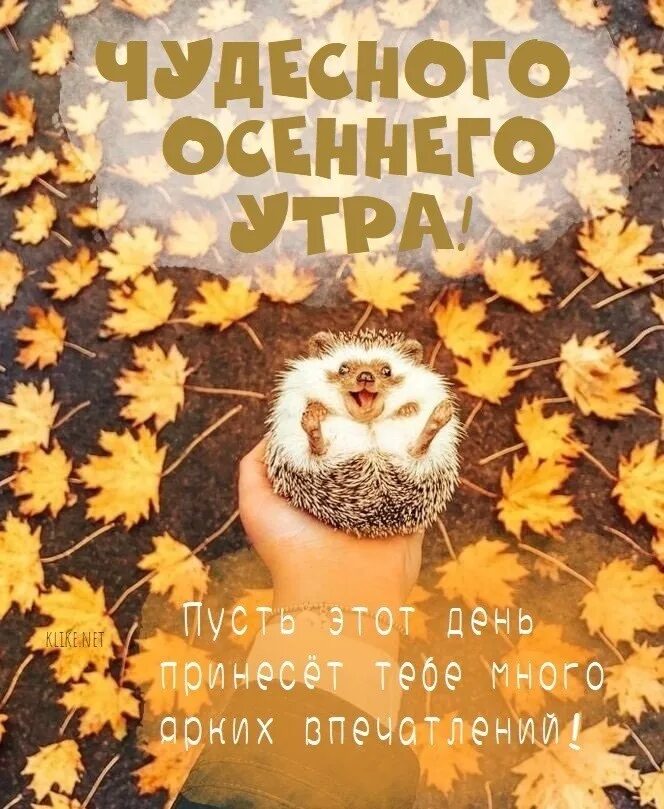 Картинки с добрым утром веселые осенние новые. Доброе осеннее утро прикольные. с добрым осенним утром прикольные. с добрым утром осень прикольные. доброе утро картинки прикольные осенние.