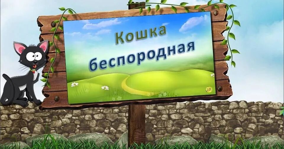 Беспородная ты сидишь голодная. Кошка беспородная песня. Беспородные кошки. Кошка беспородная рисунок. Кошка беспородная текст.