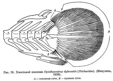 Лучи плавников рыб