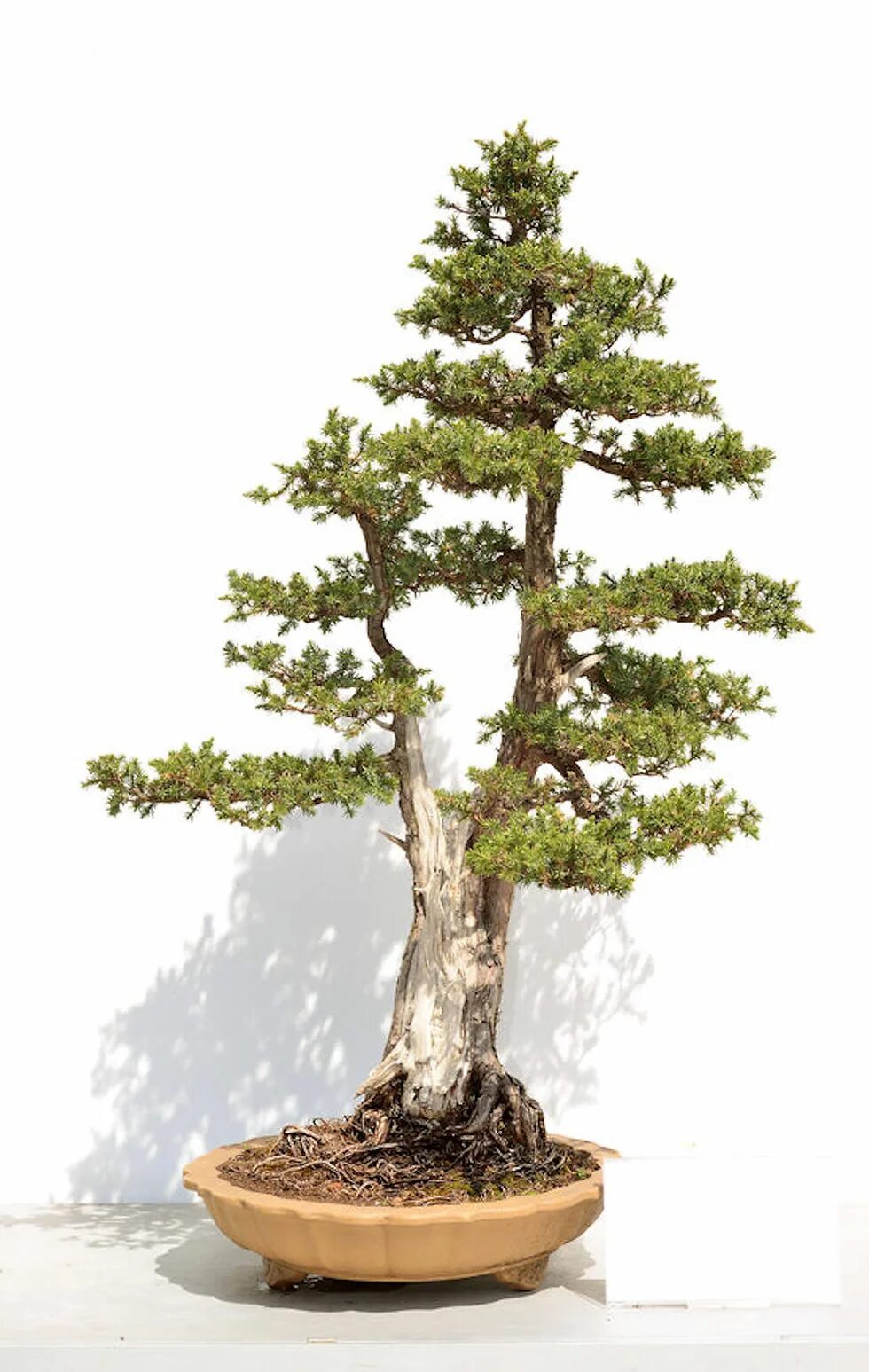 Секвойядендрон бонсай. Секвойя бонсай. Sequoia sempervirens. Росток Sequoiadendron giganteum.