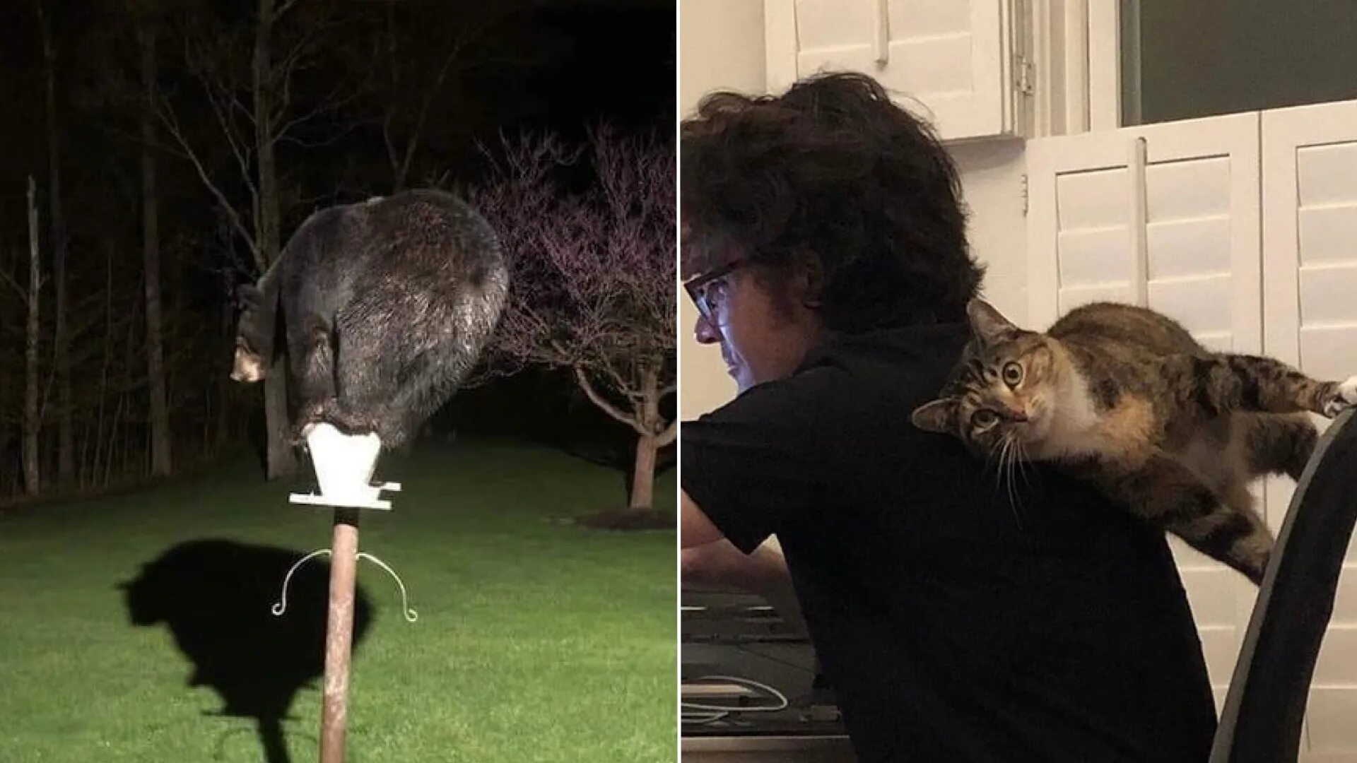 Le chat est allé fouiner dans le prise électrique Funny spongebob memes, Very fu