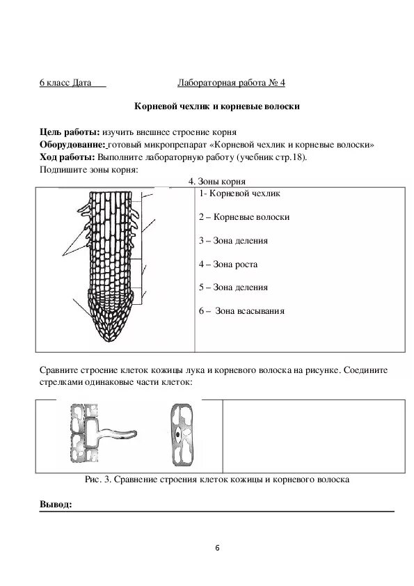 Лабораторная работа по биологии строение корня. Лабораторная работа по биологии 6 класс. Практическая работа по биологии. Лпбораторня раьотаплбиологии 6 клас.