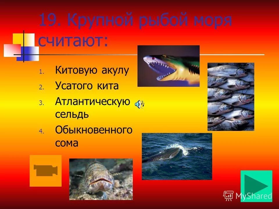 Рыба камбала приспособления к среде. Уплощенная форма тела придонных рыб свидетельствует о. Рыбы придонные и донные. Торпедовидная форма тела у рыб. Крупной рыбой морей считают.