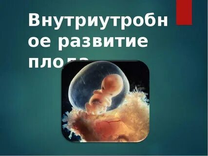 Внутриутробное развитие презентация 9 класс
