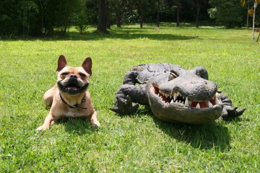 Малинуа злая. Lt251 крокодил большой, 240мм/24/. Beeztees игрушка для собак "зеленый крокодил", латекс 12см. Костюм таракана для собаки. Собака арт.