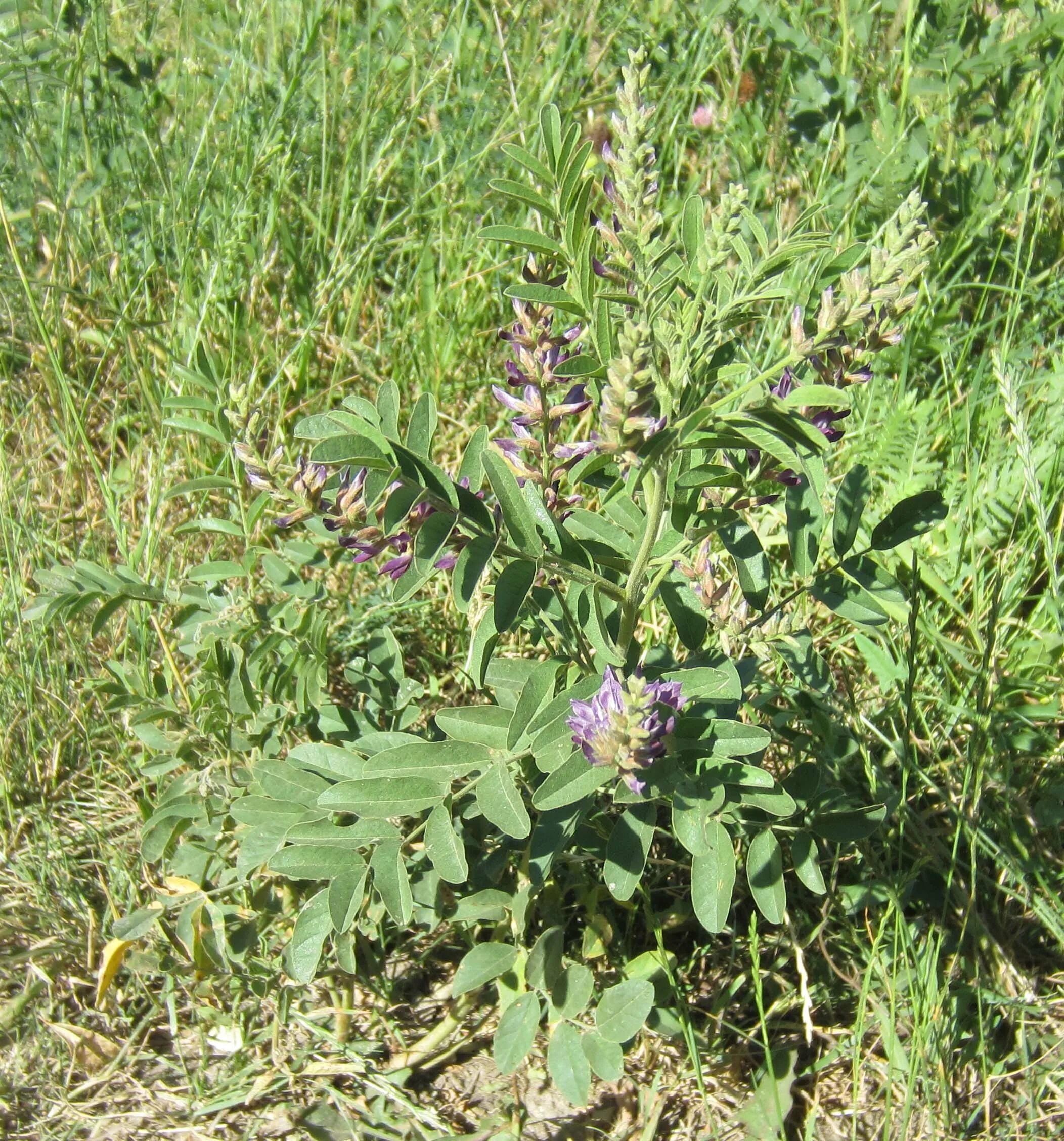 Как выглядит растение солодка. Glycyrrhiza glabra. Лакрица корень солодки. Солодка Уральская корень. Корень солодки растение.