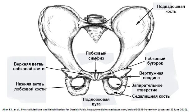 Лобковые кости соединение. Кости таза лонная кость анатомия. Анатомия костей таза лонная кость. Симфиз лобковой кости при беременности. Лобковый бугорок и лобковый симфиз.