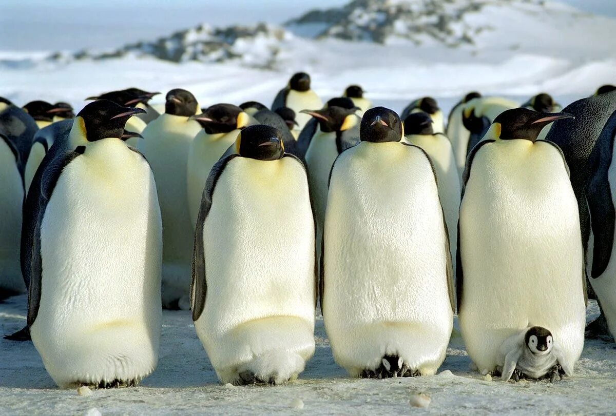 Новозеландия пингвины. Императорский Пингвин фото. Императорский Пингвин высиживает яйцо. Отряд Пингвинообразные.