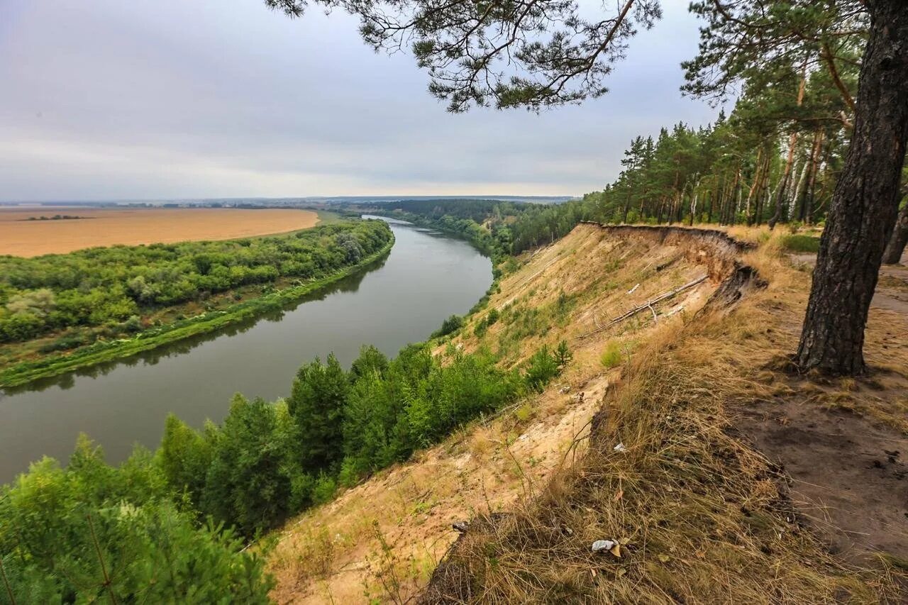 Окрестности дона. Кривоборье Дон. Река Дон Кривоборье. Берег реки Дон Воронеж. Кривоборье высокий берег.