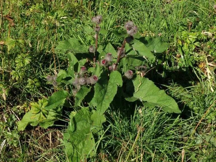 Лопухами разбор. Лопух Arctium Lappa. Arctium nemorosum. Лопух Дубравный Лесной. Лопух (репейник) большой Arctium Lappa l.