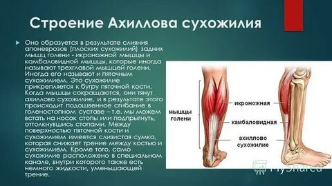 Мышцы участвующие в образовании пяточного ахиллова сухожилия