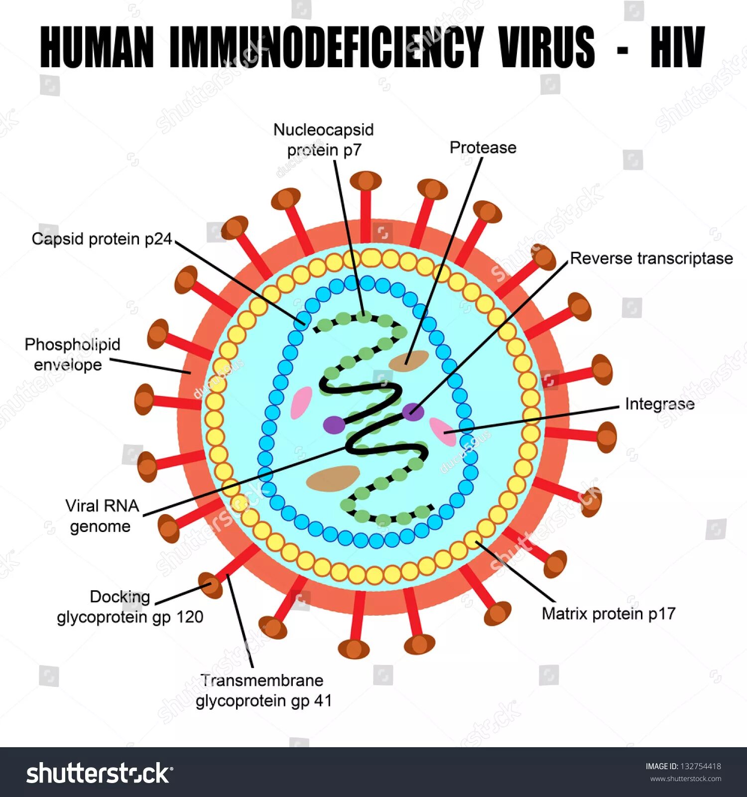Строение вируса ВИЧ. ВИЧ рисунок вируса. Вирус иммунодефицита человека (Human Immunodeficiency virus). HIV-4 вирус. Human immunodeficiency