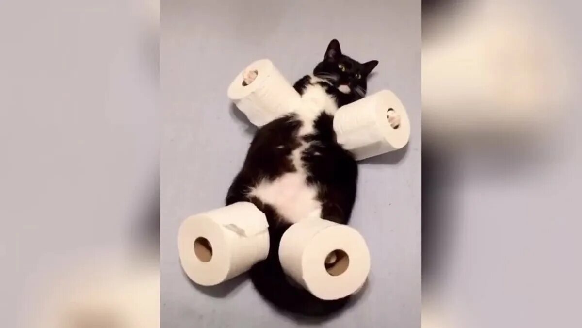 Мем кот с двумя бумажками Debt. Crazy cats, Cat today, Funny cats