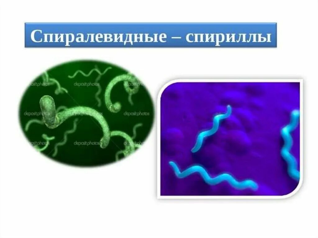 вибрионы спириллы спирохеты. бактерии спириллы. бактерии спириллы 5 класс. спириллы строение микробиология. спириллы.