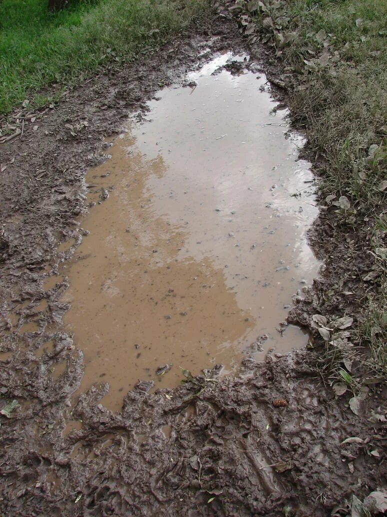 Вода из грязной лужи