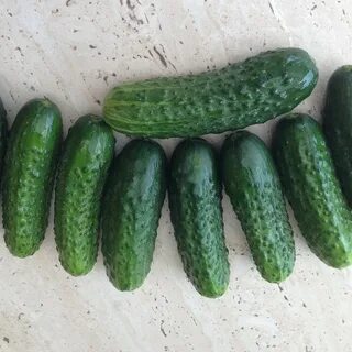 Огурцы сорт пасалимо