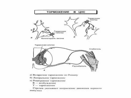 Тормоз торможение