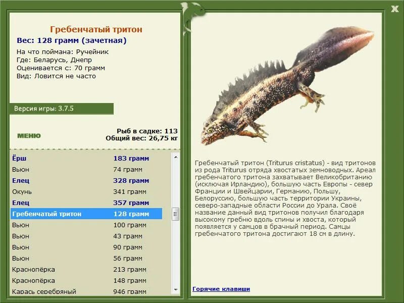 Тритон гребенчатый внешний вид. Гребенчатый тритон развитие прямое. 6. Тритон гребенчатый личиночная стадия. Гребенчатый тритон развитие прямое.