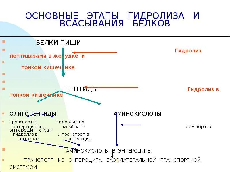 При гидролизе белков могут образоваться вещества. Механизмы всасывания продуктов гидролиза белков физиология. Этапы гидролиза в системе пищеварения. Гидролиз и всасывание белков в ЖКТ. Гидролиз и всасывание белков в ЖКТ таблица.