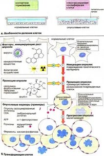 Пролиферация опухоли клеток