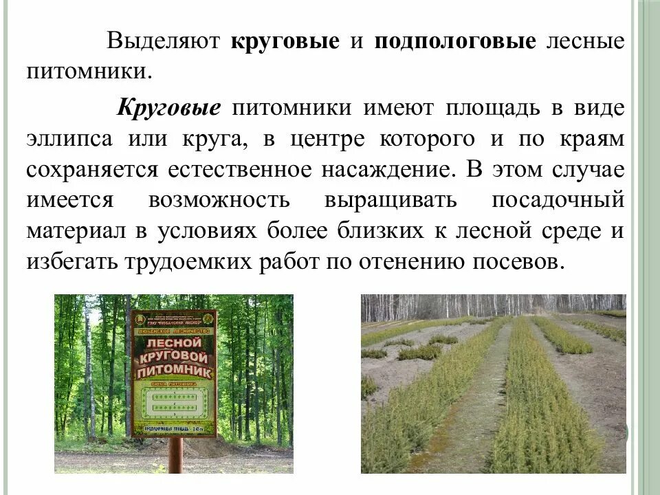 Лесные питомники геншин осмотрите и найдите