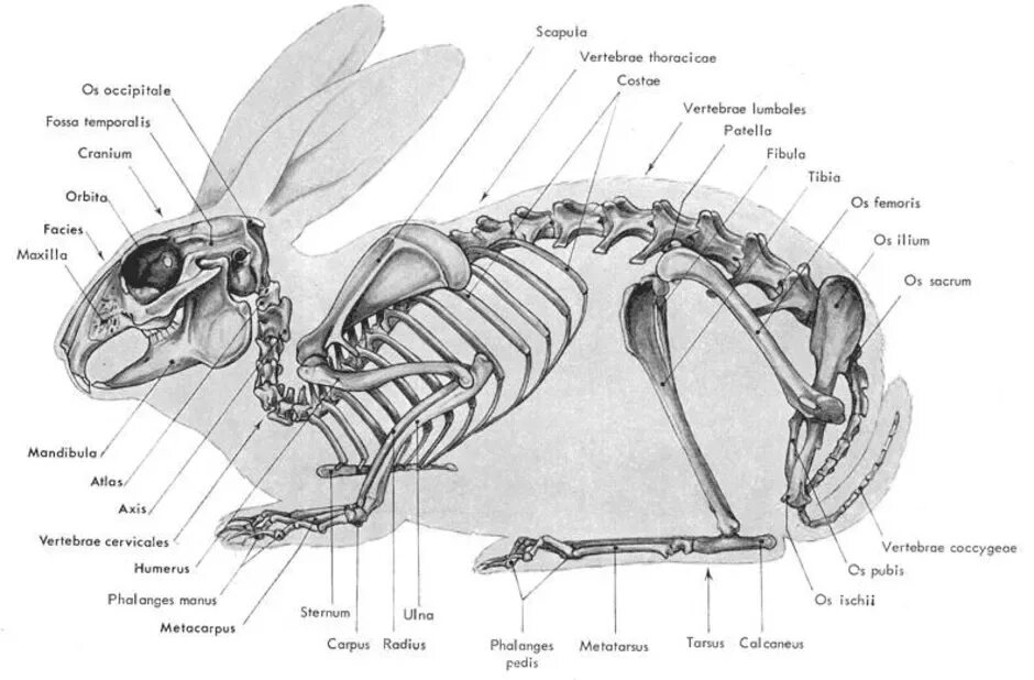 Строение млекопитающих кролик. Строение скелета кролика. Лапа кролика строение. Кости кролика анатомия.