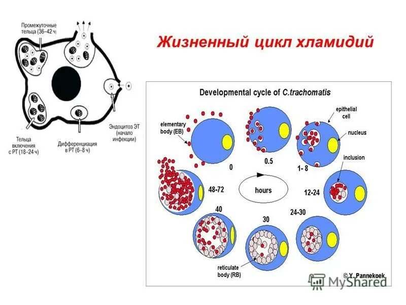 Классификация, морфология и жизненный цикл хламидий.. Схема репродуктивного цикла хламидии. Схема жизненного цикла клетки хламидий. Хламидии схема клетки. Осложнения хламидиоза