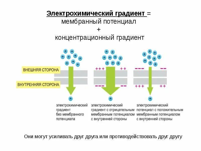 Протонный градиент. Градиент концентрации ионов мембранный потенциал. электрохимический градиент клеточных мембран. схема формирования мембранного потенциала клетки. мембрана клетки с потенциалами схема.