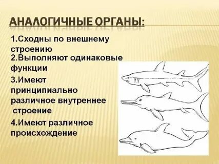 Аналогичные органы какие это органы