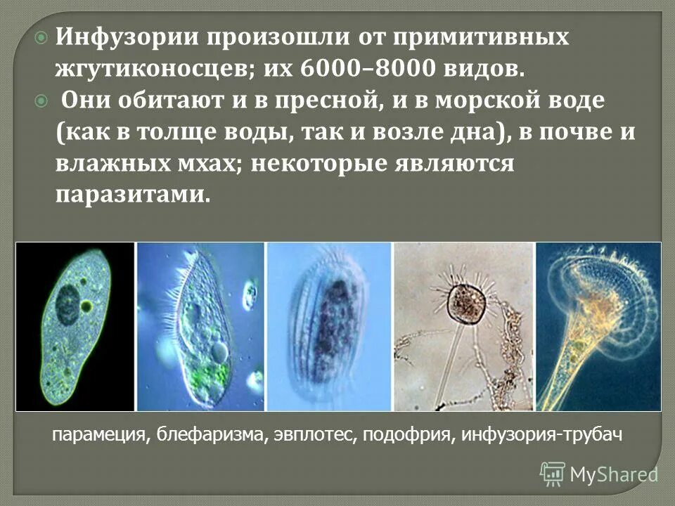 Как размножаются жгутиконосцы и инфузории кратко. Среда обитания жгутиконосцев. инфузория туфелька жгутиконосцы. общая характеристика инфузорий. одноклеточные животные представители.
