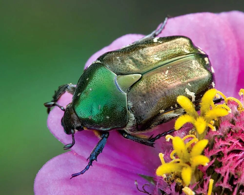 Бронзовка это. Жук золотистая бронзовка. бронзовка золотистая (cetonia aurata). cetonia aurata жук. бронзовка жук изумрудный.