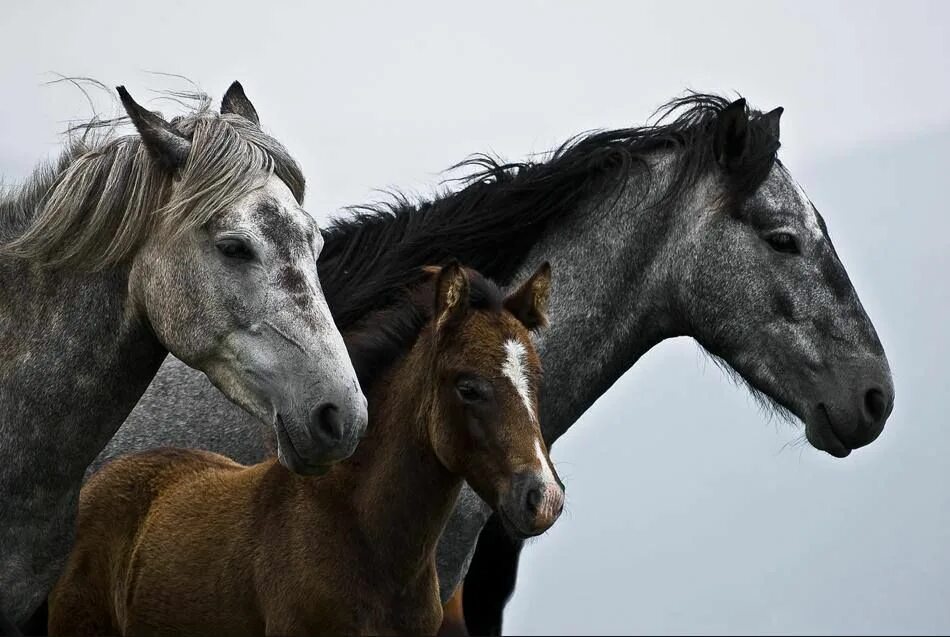 Horse family. Две лошади. Семья лошадей. Лошадь и два жеребенка. Семейка лошадей.