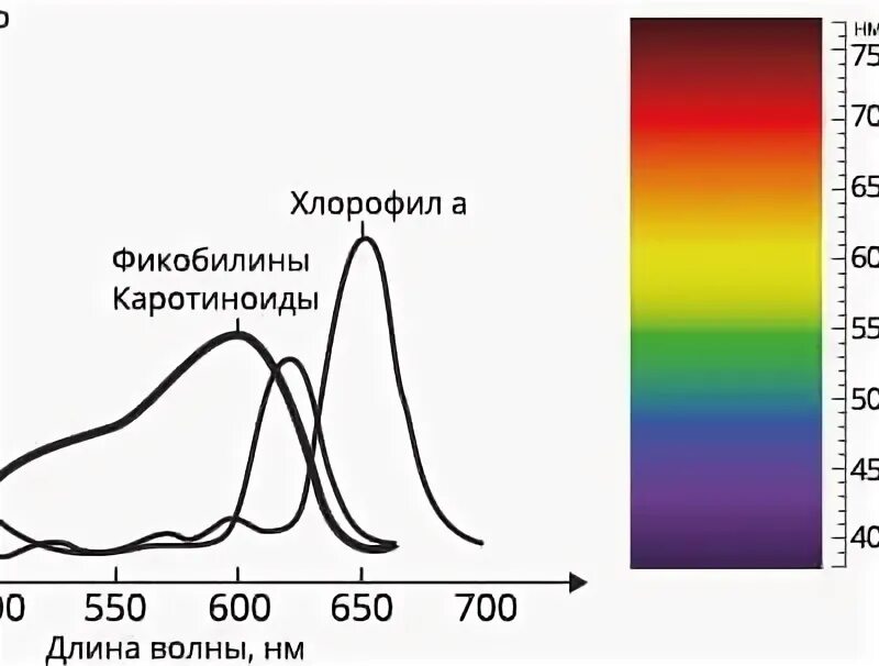 Спектра 30