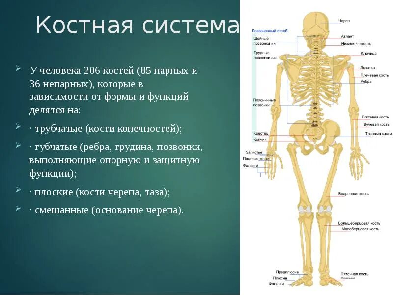 Анатомия костной системы. Костная система органы и функции. Костная система человека анатомия. Строение костной системы.