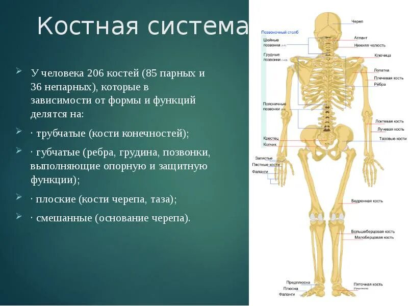 Костная система выполняет в организме функцию. Анатомия костной системы. Костная система органы и функции. Костная система человека анатомия. Строение костной системы.