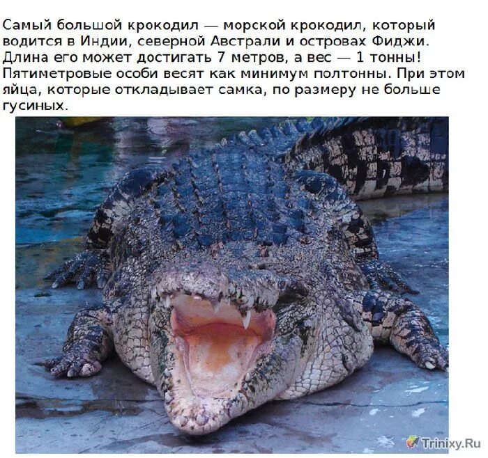 Интересные факты о крокодилах. Интересные крокодилы. Интересный рассказ о крокодилах. Факты про крокодилов. Читать про крокодила