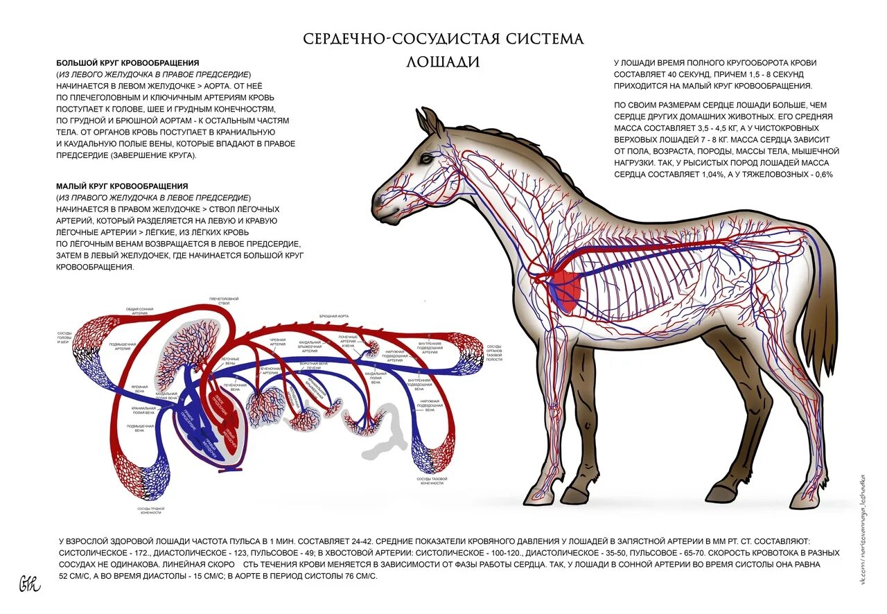 Сколько лошадей у человека. Сердечно-сосудистая система лошади. Кровообращение лошади. Кровеносная система лошади. Расположение сердца у лошади.
