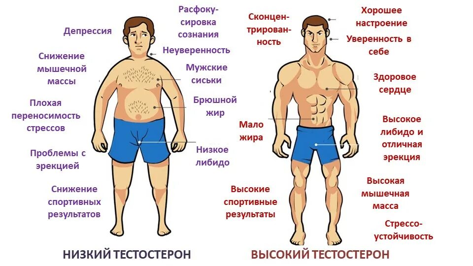 Половые проблемы мужчин. Высокий тестостерон у мужчин. Признаки потенции. Проблемы с гормонами у мужчин. Мужчина проблемы с потенцией.