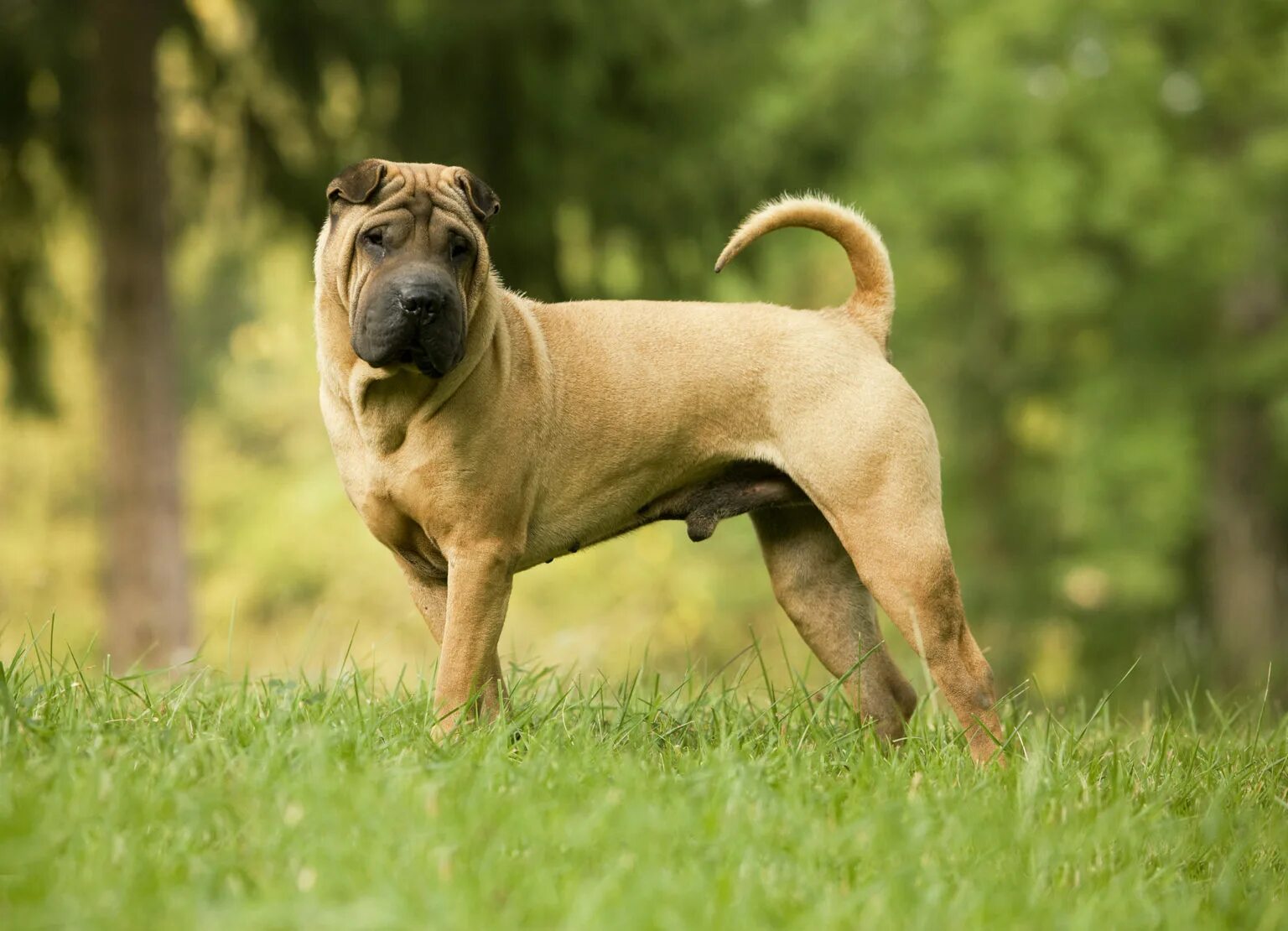 джек хунд собака. порода собаки верхом. дети верхом на собаке. собаки породы московская сторожевая. породы собак королевский датский (дог).