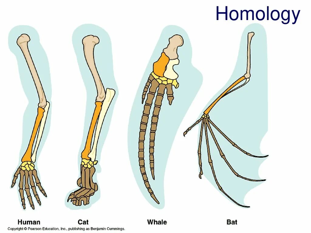 Гомологичные органы крыло птицы и ласты кита. Гомологичные органы конечности позвоночных. Сравнительная анатомия и гомологичные органы. Гомология скелета передней конечности позвоночных. Эволюция скелета конечностей у позвоночных.