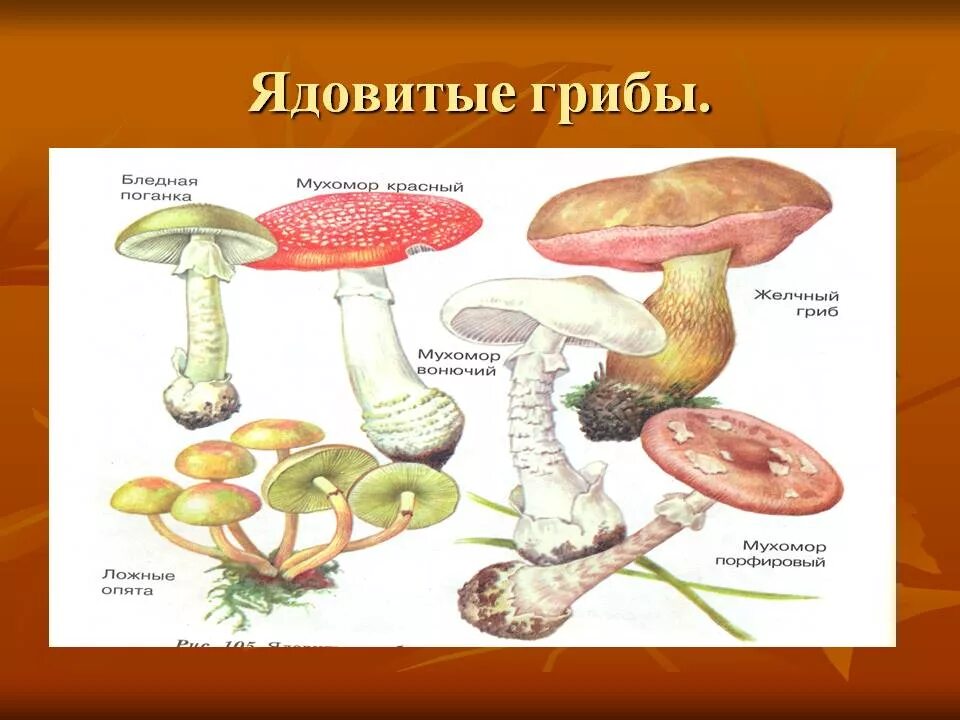 Ядовитые шляпочные грибы. Шляпочные грибынеседобные. Шляпочные грибы несъедобные грибы. Шляпочные грибы съедобные и ядовитые.