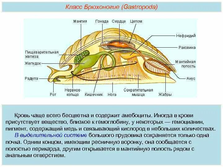 Дыхание класса брюхоногие. Дыхание класса брюхоногие