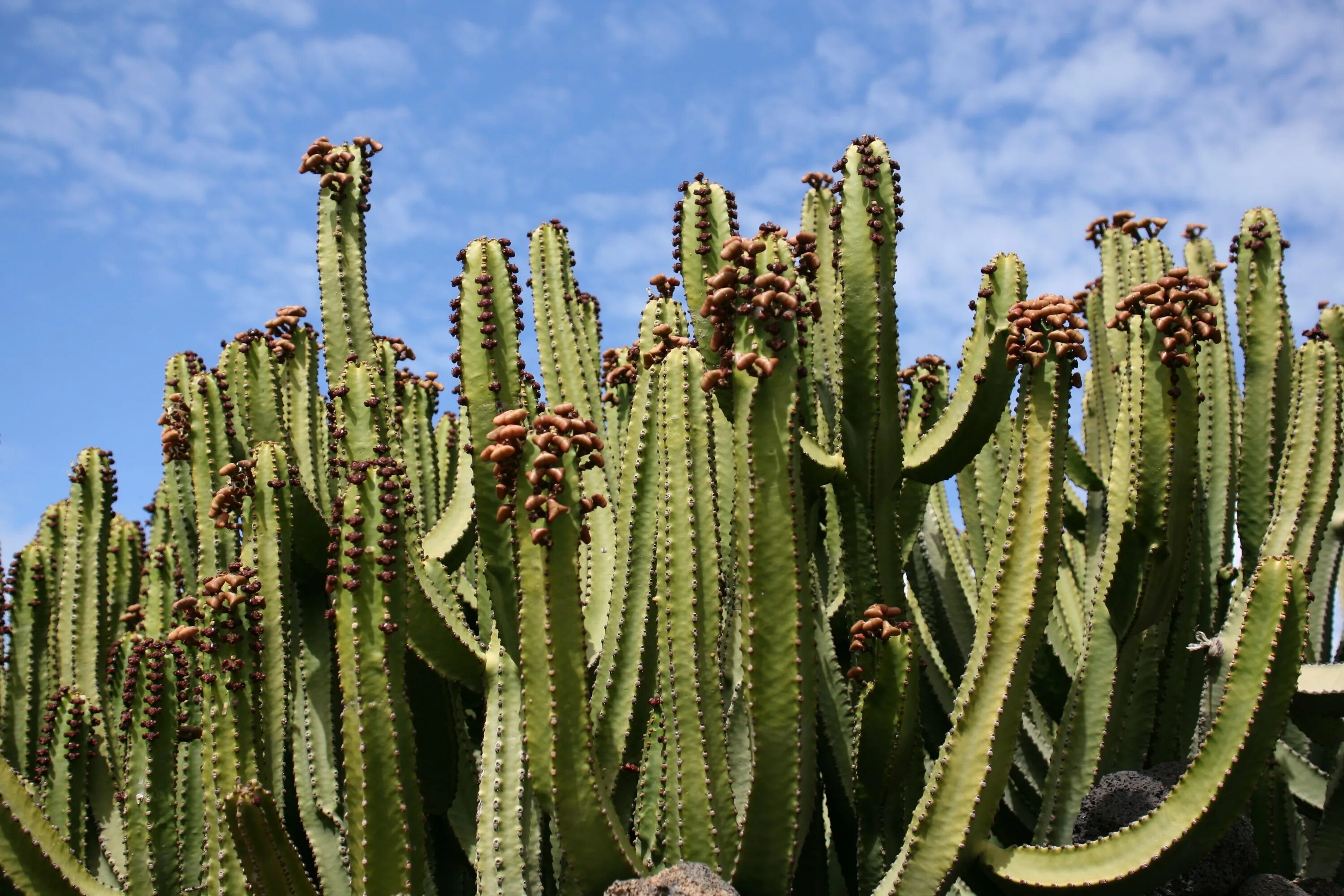 Кактус куба. Молочай канарский euphorbia canariensis. молочай кактусовидный. молочай камерунский. молочай канделябровый.
