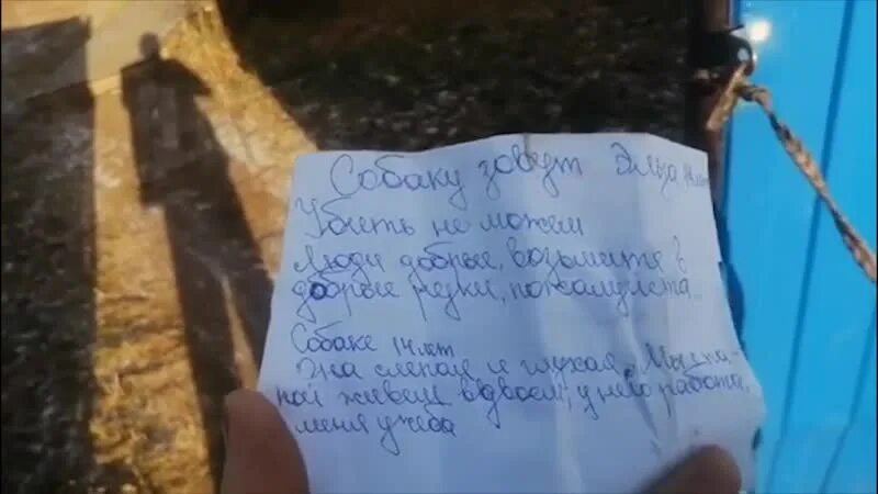 Подкидыш тест на отцовство. Подкидыш записка. записка в ошейнике пса. сереноголовый с запиской.