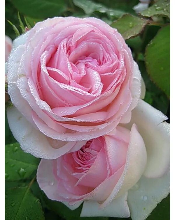 Роза эден роуз. Роза эден розе 85. Роза эден роуз 85. Роза эден пьер де ронсар. Роза пьер де ронсар.