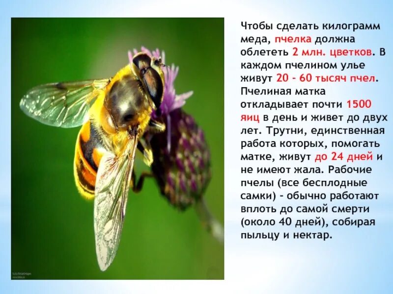 Насекомое пчела 2 класс. Факты о пчелах. Интересное о пчелах. Интересные факты о пчелах. Интересные факты о пчелах для детей.