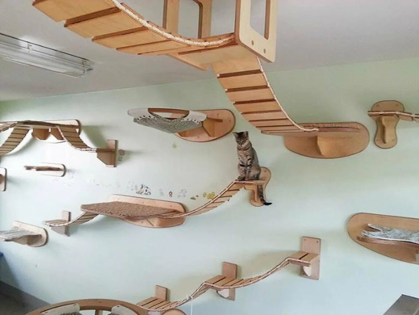 Развлечения для котов. Лазалки для кошек. Настенный комплекс для кошек. Дизайнерские игровые комплексы для кошек. Игровой комплекс для кошек под потолок.