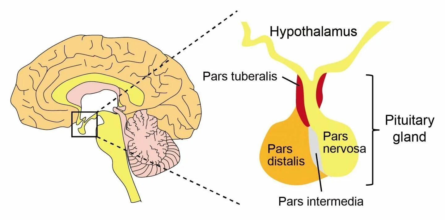 Гипофиз в каком мозге. Гипоталамус. Гипоталамус и гипофиз. Pituitary Gland. Гипоталамус и гипофиз анатомия.