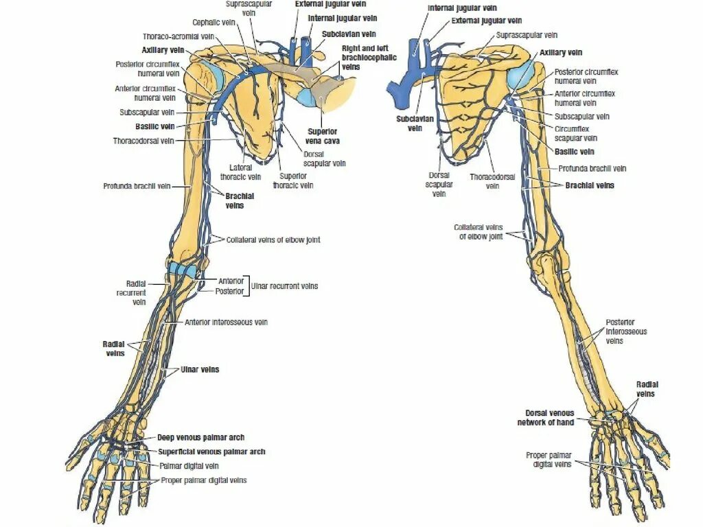Операции верхних конечностей. Топографическая анатомия верхней конечности. Нервы верхней конечности топографическая анатомия. Топографическая анатомия верхней конечности медунивер. Верхняя конечность анатомия.