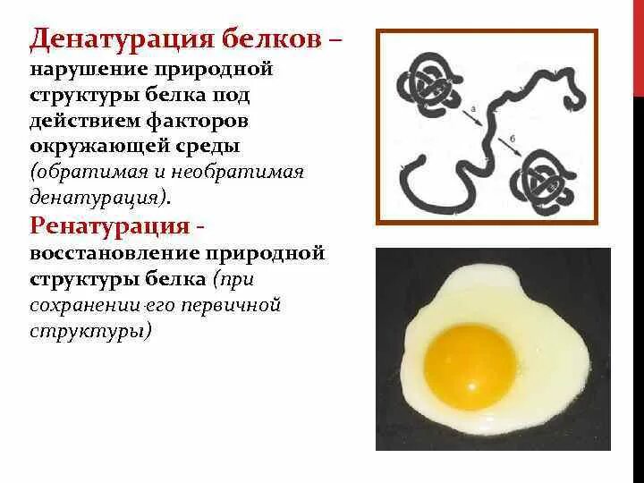 Процессы денатурации белков. Структура белка. Денатурация. Ренатурация.. Денатурация первичной структуры белка. Структуры белка при денатурации. Белки структура белков денатурация.